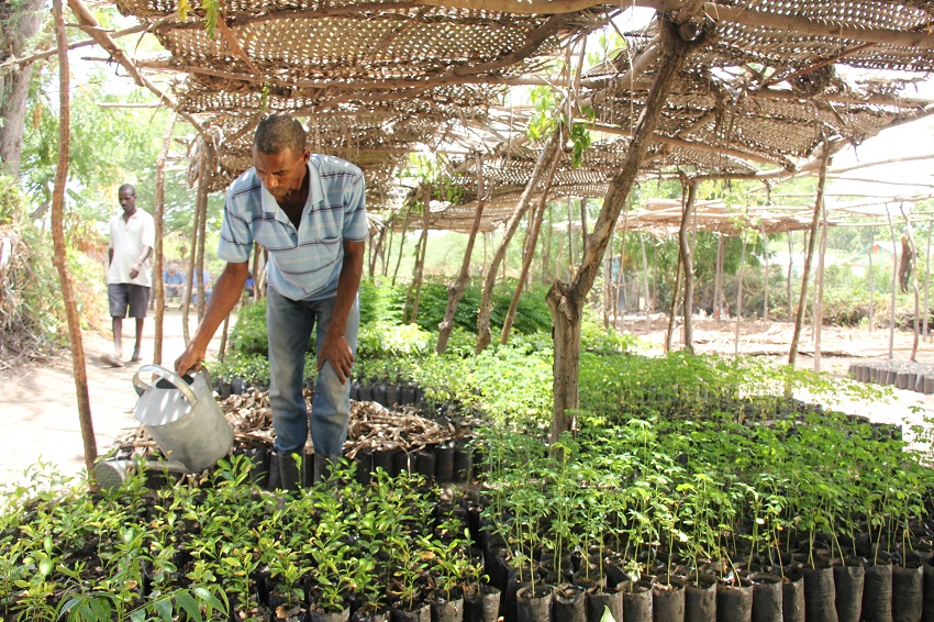 Timberland Sustainable Forestry in Haiti