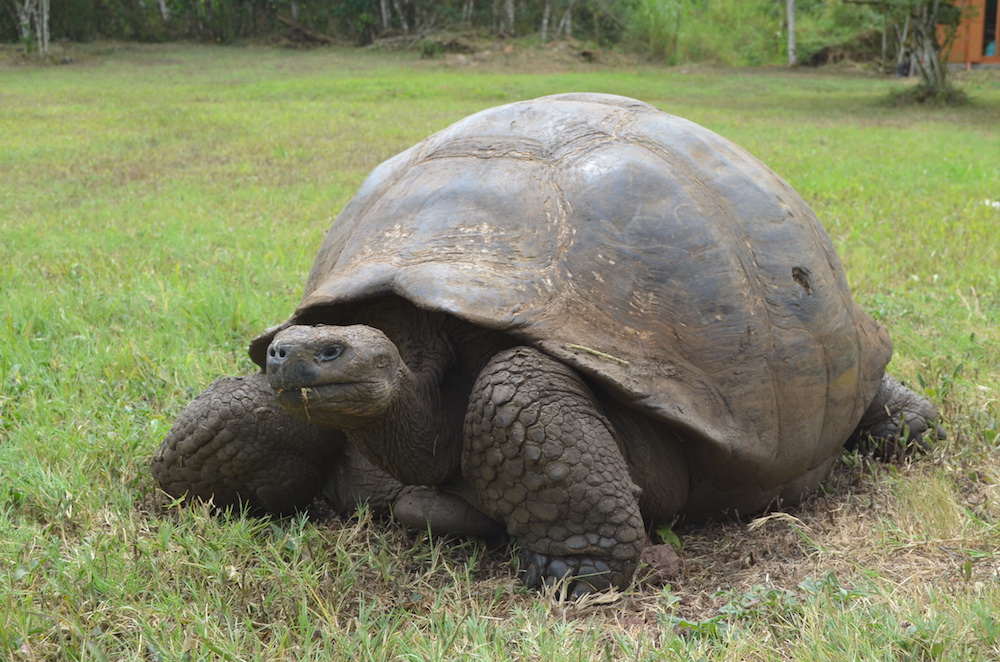 Galapagos Island Tortoise